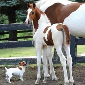 Meet your Posher, Moskito